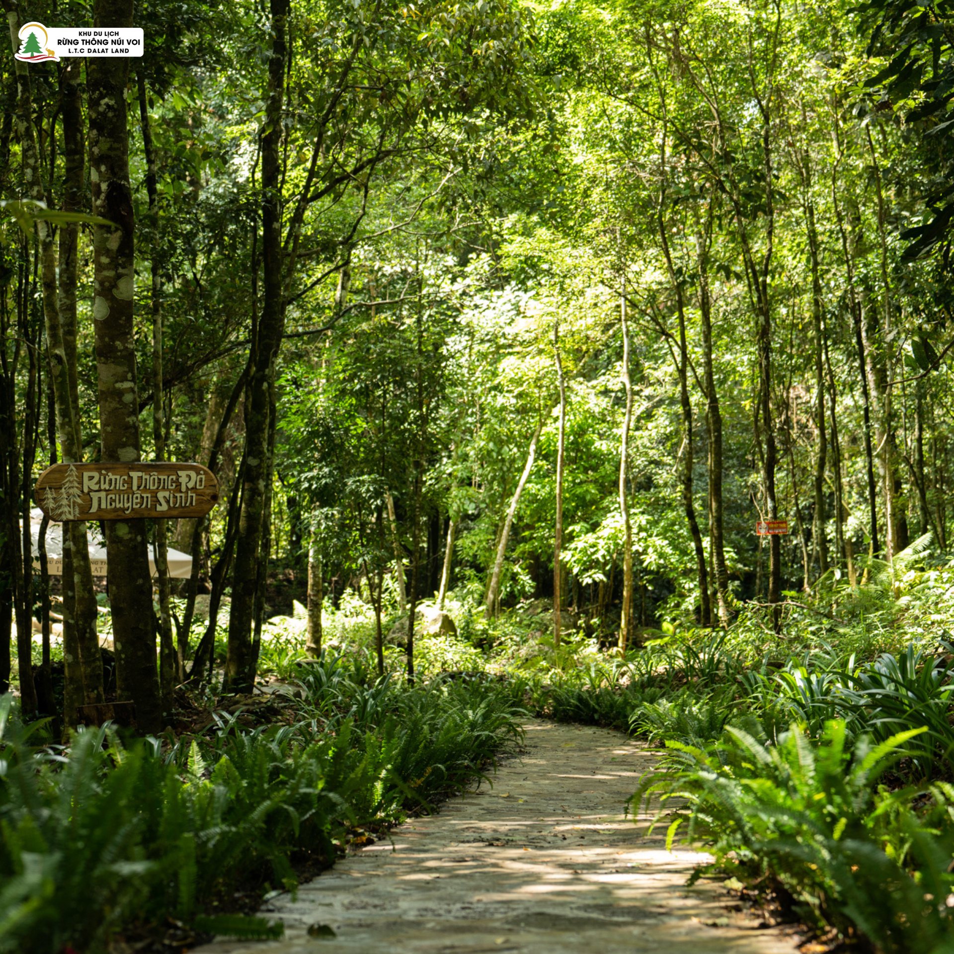 Cụ Thông Đỏ - Rừng Nguyên Sinh