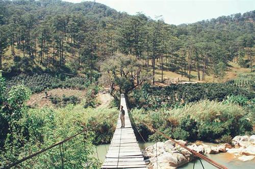 Discovering a beautiful wooden suspension bridge like a movie in Da Lat who has the 