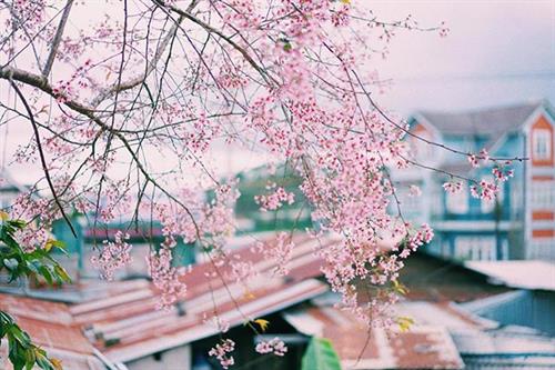 Da Lat cherry blossom season - Take me back to my youth